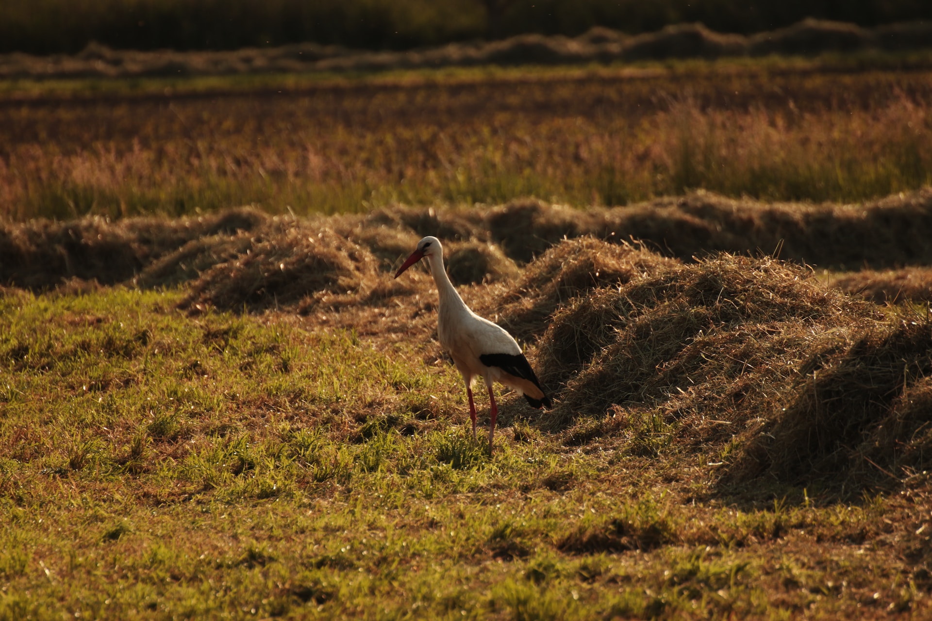 Storch Vogel